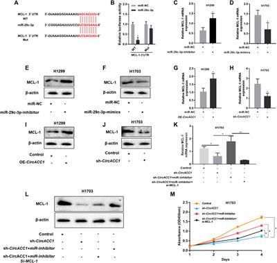 CircACC1 Promotes NSCLC Proliferation via miR-29c-3p/MCL-1 Signaling Pathway